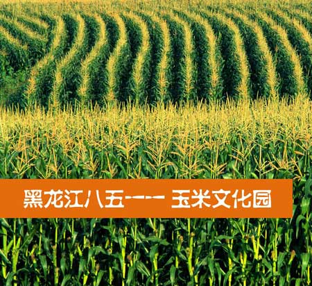 黑龙江8511玉米文化园概念性策划